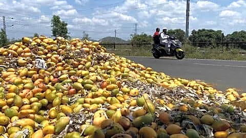Totapuri crash hits Andhra Pradesh growers amid PDP rollout