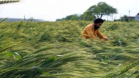 Punjab probes 7 Markfed Milkfed officials for alleged urea diversion