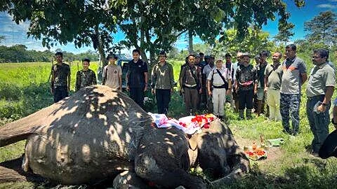 Kaziranga National Park honors 66-year-old patrol elephant Joymala after death