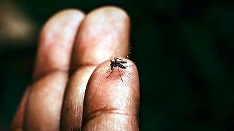 Mumbai doctors warn residents to take dengue symptoms seriously
