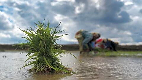Monsoon delay cuts India's kharif sowing 21% so far