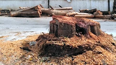 Hyderabad RTC Colony peepal and jamun felled after drinking dispute