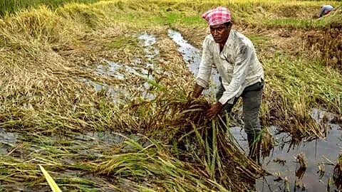 India's EBP program added over ₹1.6L/cr to farmers last decade