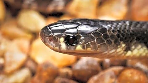 Varsha Oraon, 13, dies after snake bites 4 in Jharkhand