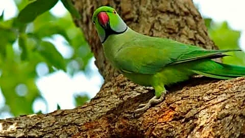 Assam scientists detect parrot bornavirus 4 in India, experts warn