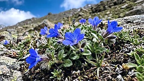 Cyananthus hookeri rediscovered in Arunachal Pradesh after 158 years
