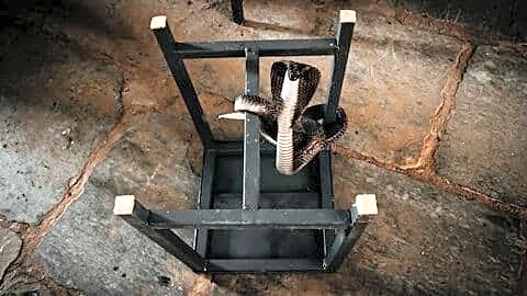 Five-foot cobra slithers into Kotra classroom, Surendra Singh intervenes