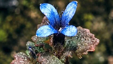 Rare purple flower spotted again in Arunachal Pradesh since 1868