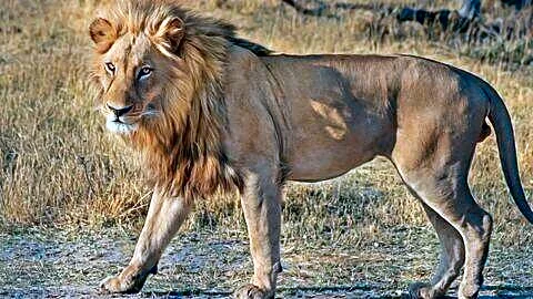 Gujarat records 9 lion attacks since June, 31 lions captured