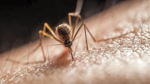 India approves QDENGA dengue vaccine for ages 4 to 60