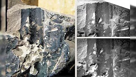 Birbal Sahni Institute finds at least 24-million-year-old kevda leaves