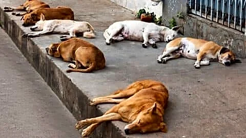 Maharashtra bans releasing sterilized stray dogs near schools hospitals airports