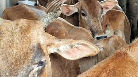 Uttar Pradesh police arrest 11 in cattle smuggling, 80-100cr laundered