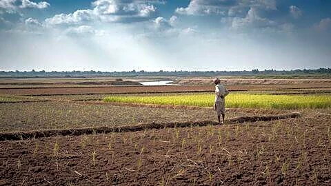 Late monsoon cuts India's Kharif sowing 6%, pulses worst hit