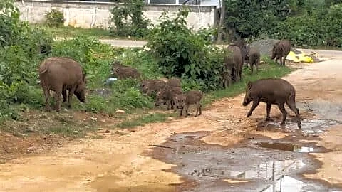 Coimbatore: Tamil Nadu Forest Department culled around 60 wild boars