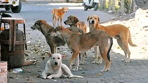 Delhi High Court orders update on city stray dog situation