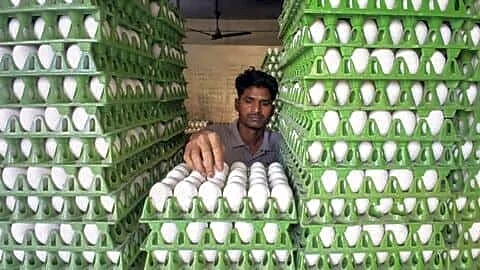 Namakkal egg prices jump amid heatwave and rising feed costs