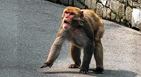 Kim Mihye allegedly bitten by monkey at Taj Mahal