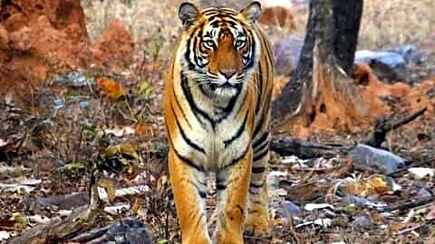 Rajasthan tiger population rises to 149 before International Tiger Day