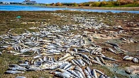 Fish deaths reach thousands in Cauvery after Mettur water delay