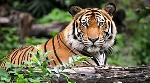 Uttar Pradesh tiger population hits 205 during International Tiger Day