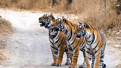PM Modi says India houses about 70% of world's tigers