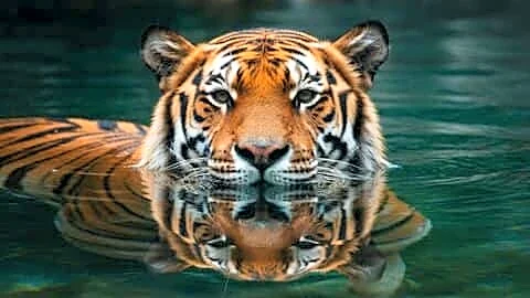 India reaches estimated 3,682 wild tigers, 111 died this year