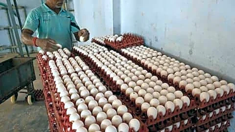 Namakkal egg prices fall to ₹6 amid religious demand slump