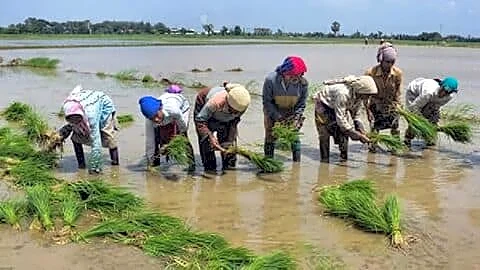 Fiji virus returns to Haryana, threatens nearly 80% paddy yields