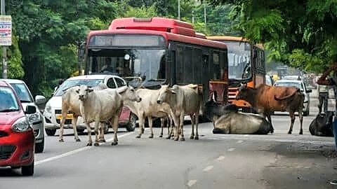 Supreme Court criticizes cow abandonment despite slaughter protests in India