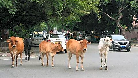 Delhi reports 1,300 tons untreated cattle dung entering Yamuna daily