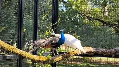 India gifts 5 peacocks including rare white to UN Geneva
