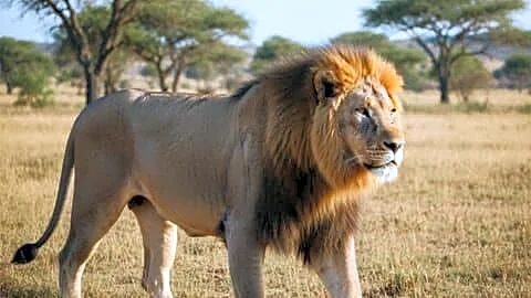 India's Asiatic lions reach 891 as Project Lion expands range
