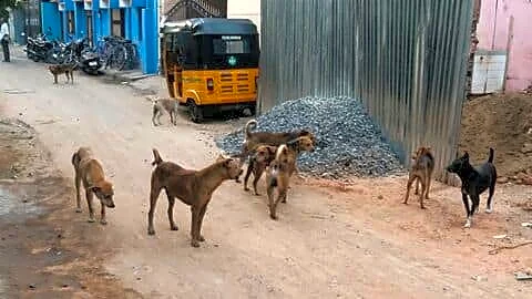 Chennai eyes ₹25,000 fine for dog abandonment if approved