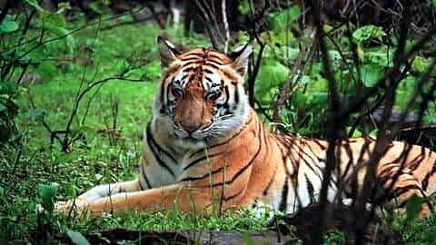 Human-wildlife conflict kills 50 people, over 45 tigers in MP