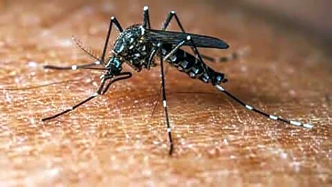 Delhi records 1,179 dengue infections predominantly DENV-2, no deaths