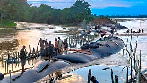 Assam floods: 103 dead, 86,800 affected in 4 districts
