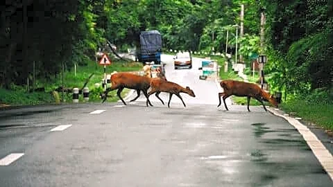 Assam seeks to cut Kaziranga buffer from 10km to 1km