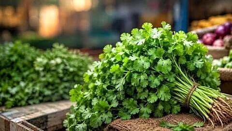 July rains damage Nashik coriander, Delhi prices ₹220-₹230 per kg