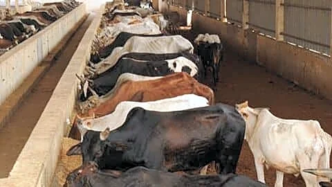 Haryana milk and lassi prices rise from September 5