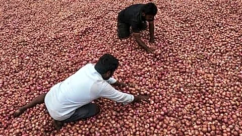 Karnataka drought cuts onion plantings and lifts retail prices nationwide