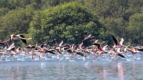 MMRDA told to rethink Thane coastal road risking 3,754 mangroves