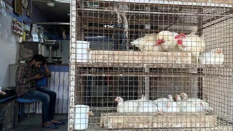 Bengaluru chicken shops shut Sept 3-4 over ₹5/kg poultry-waste fee