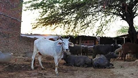 Lumpy skin disease resurfaces in India after 4 years