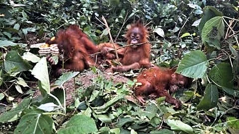 Five orangutans found in Balasore district spark trafficking concerns