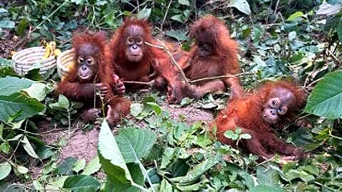 Five orangutan infants abandoned near Udayapur-Talsari forest worth 25L each