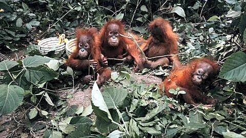 Five orangutans found in Odisha forest as Mahindra Thar probed