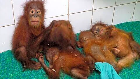 Rescued Odisha orangutans settling at Nandankanan with music therapy
