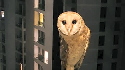 Greater Noida West's La Residentia shaken after owls injure 6