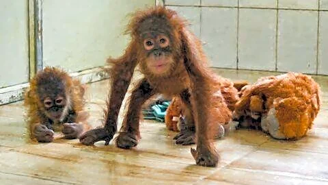 Odisha forms 5-member technical committee for 5 rescued baby orangutans